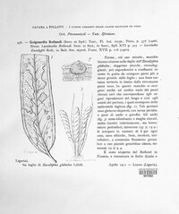 Laestadia rollandii image